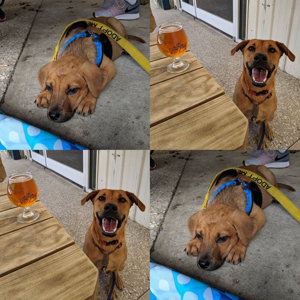 Steven the dog at Low Tide Brewing